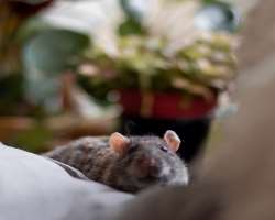 She is the proud rat mom.
